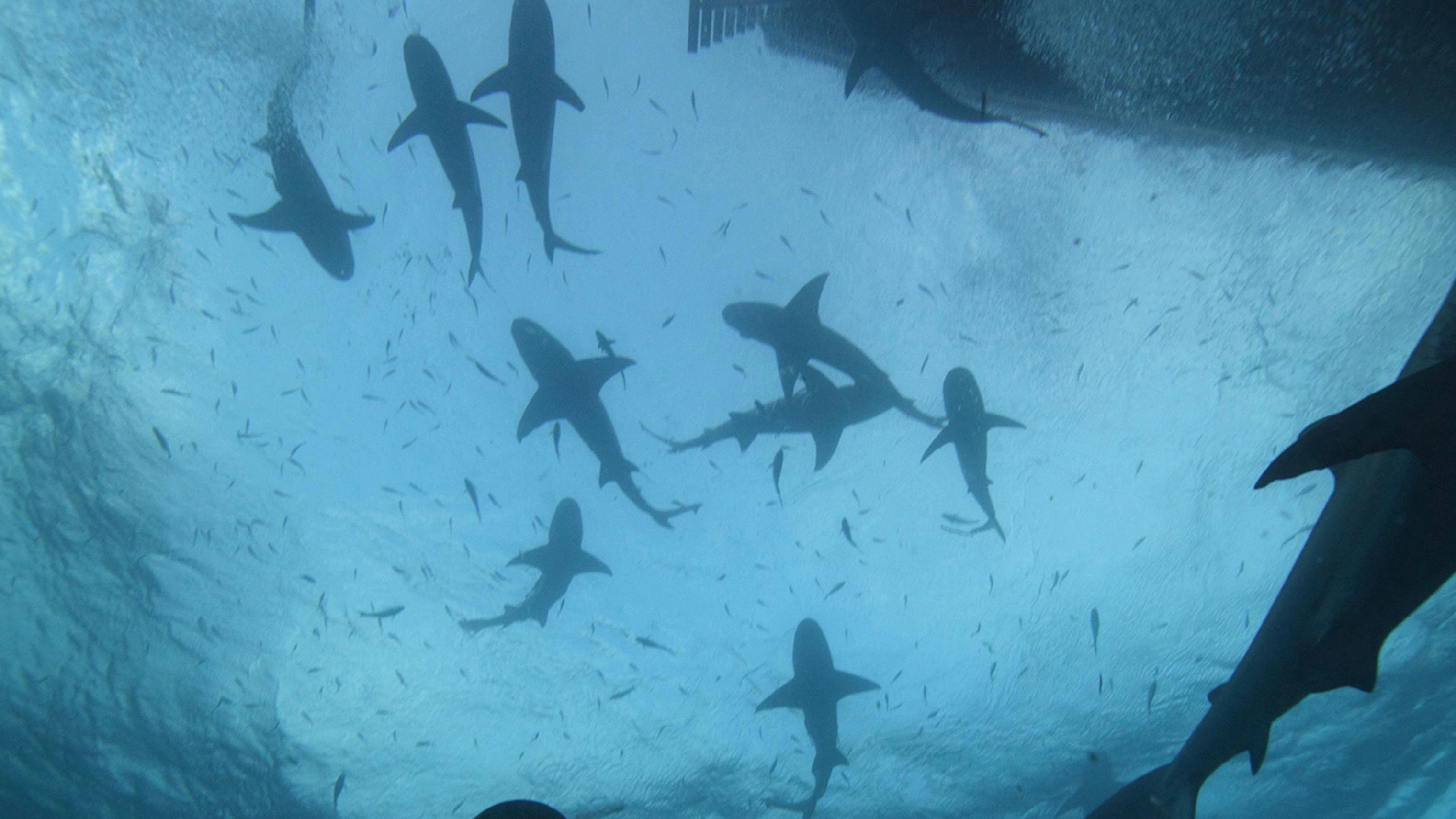 Tiger Shark Beach