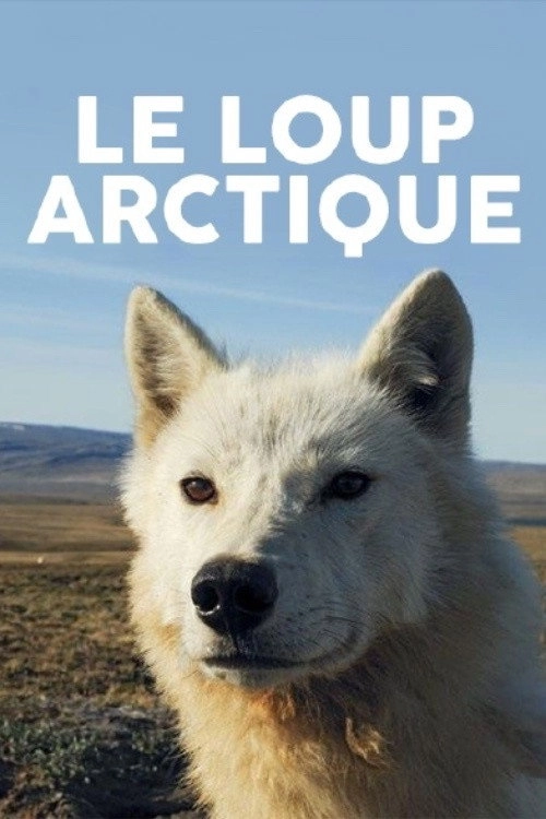 Polarwölfe - Überleben in Kanadas Arktis