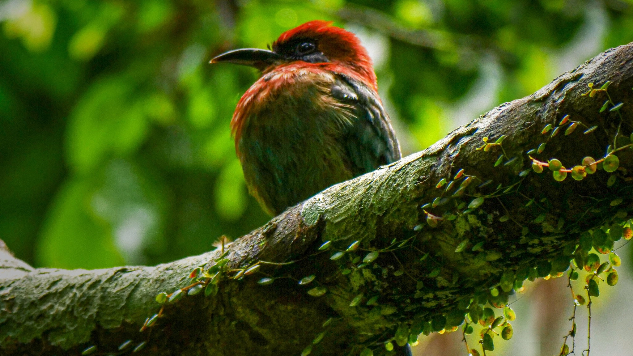 Wild Peru: Andes Battleground