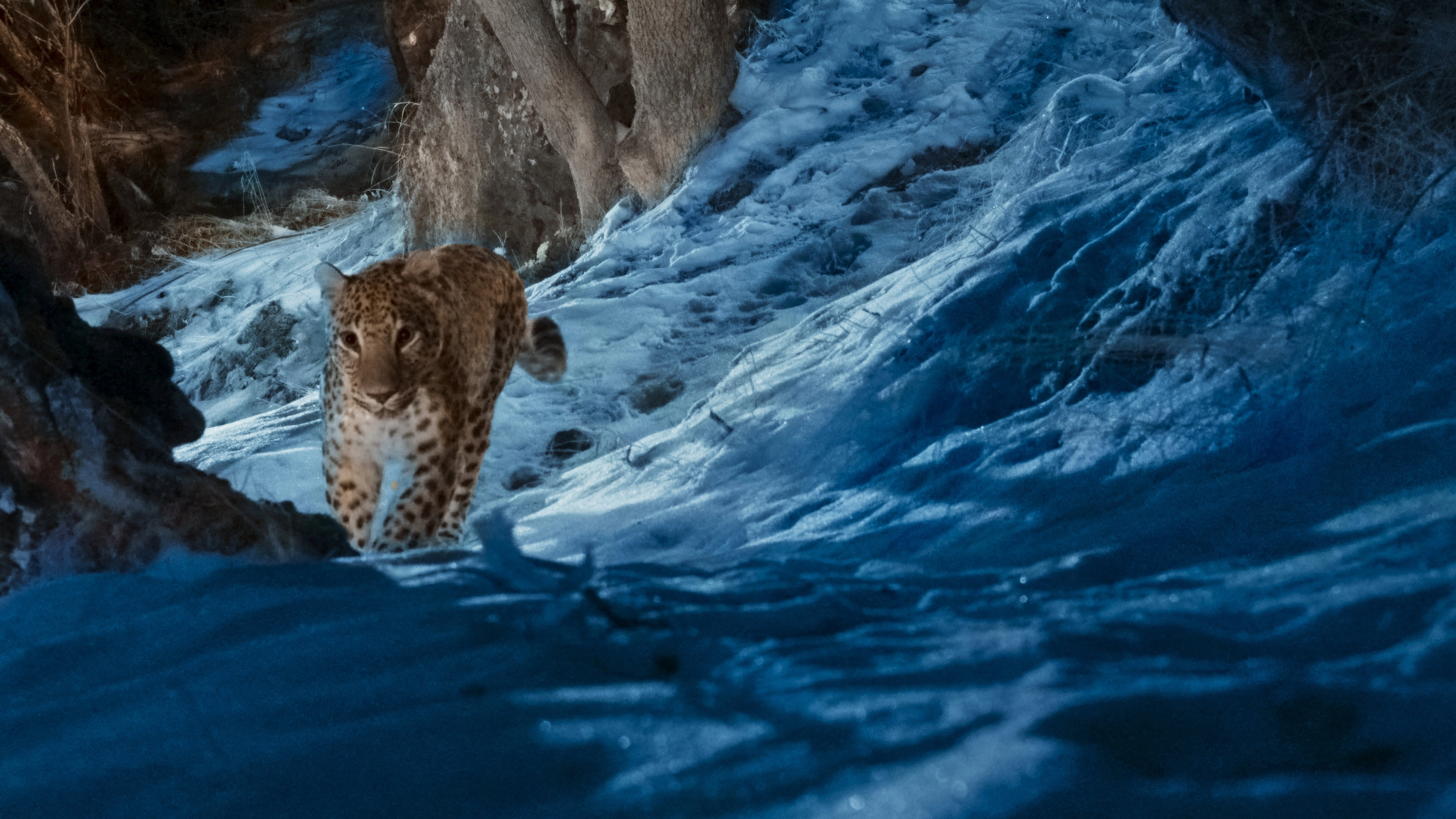 The Wild Ones