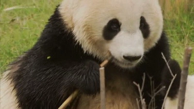Untamed China