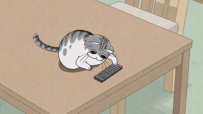 Nights with a Cat