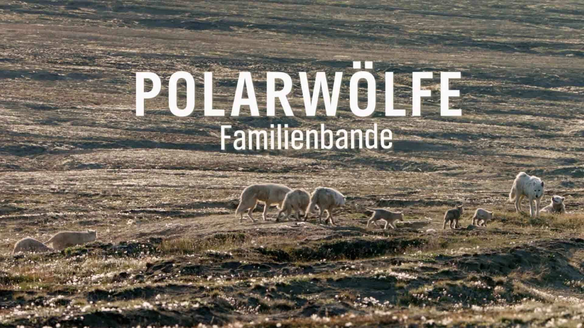 Polarwölfe - Überleben in Kanadas Arktis