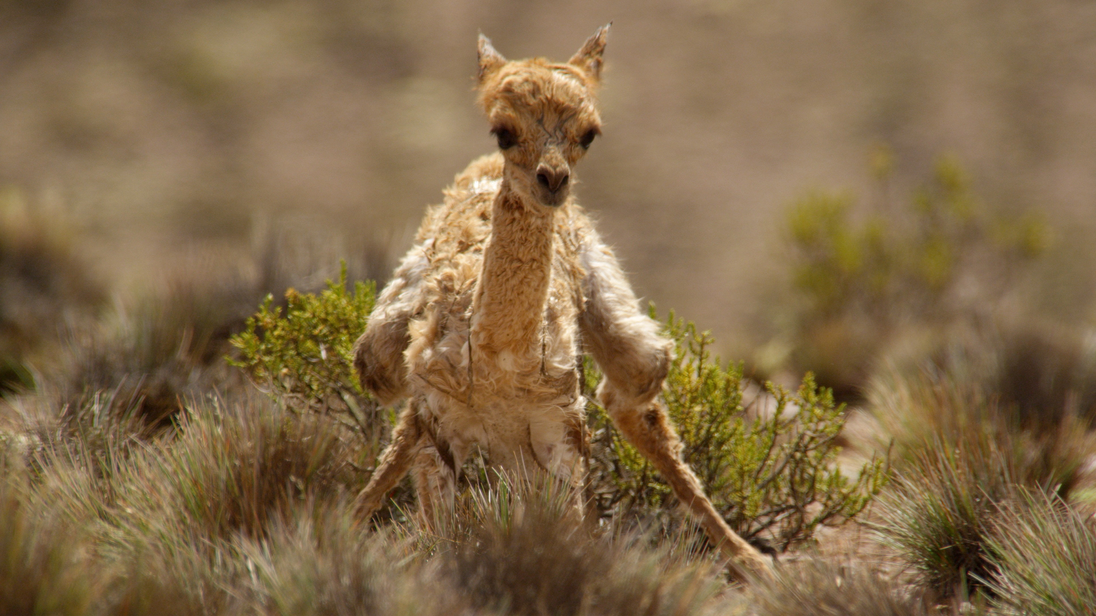 The Wild Andes