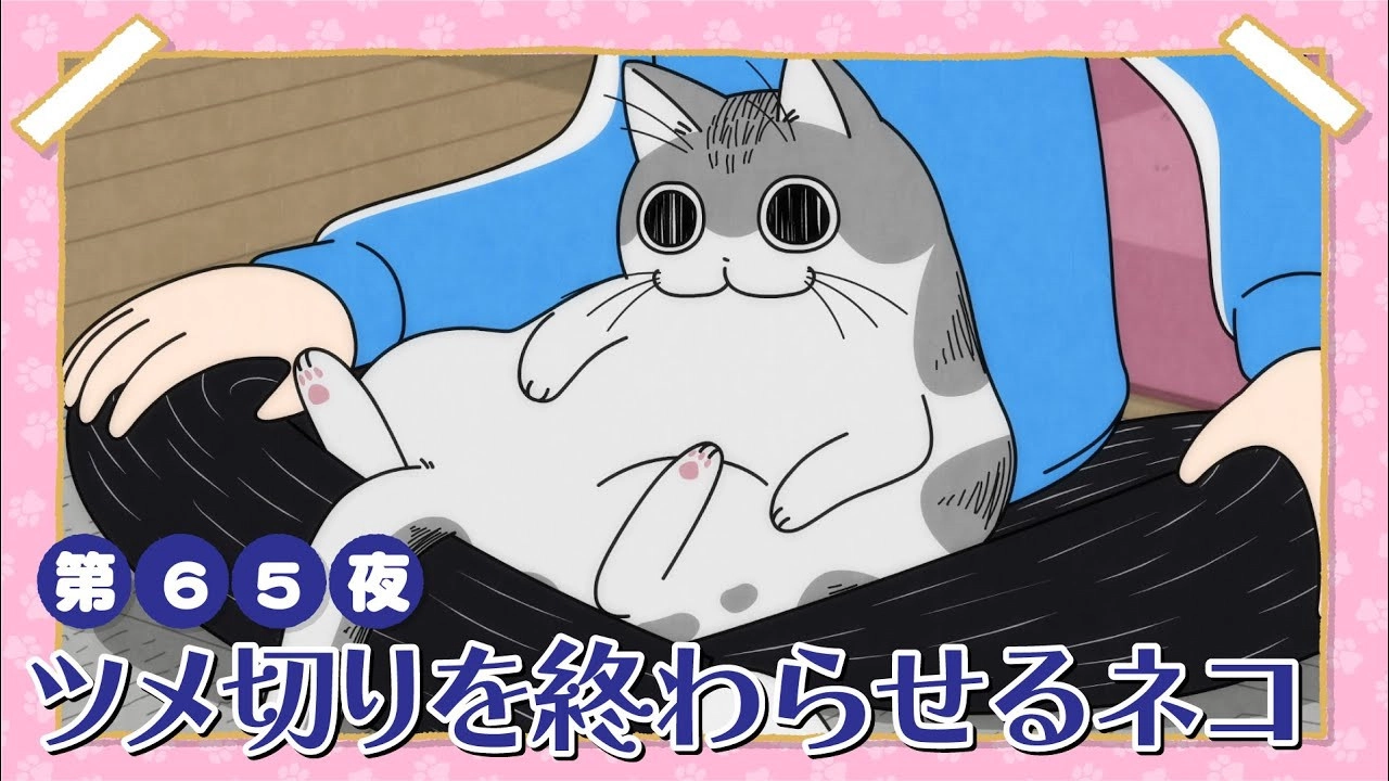 Nights with a Cat