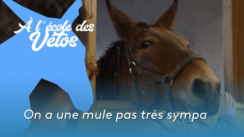 A l'école des vétos