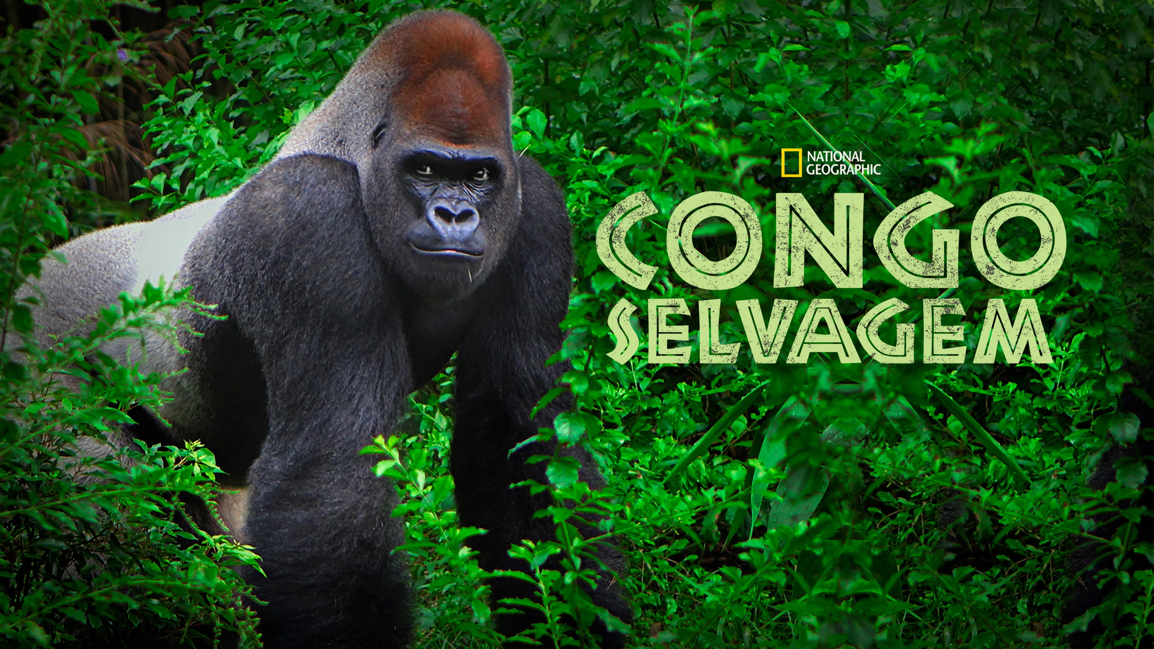 Wild Congo