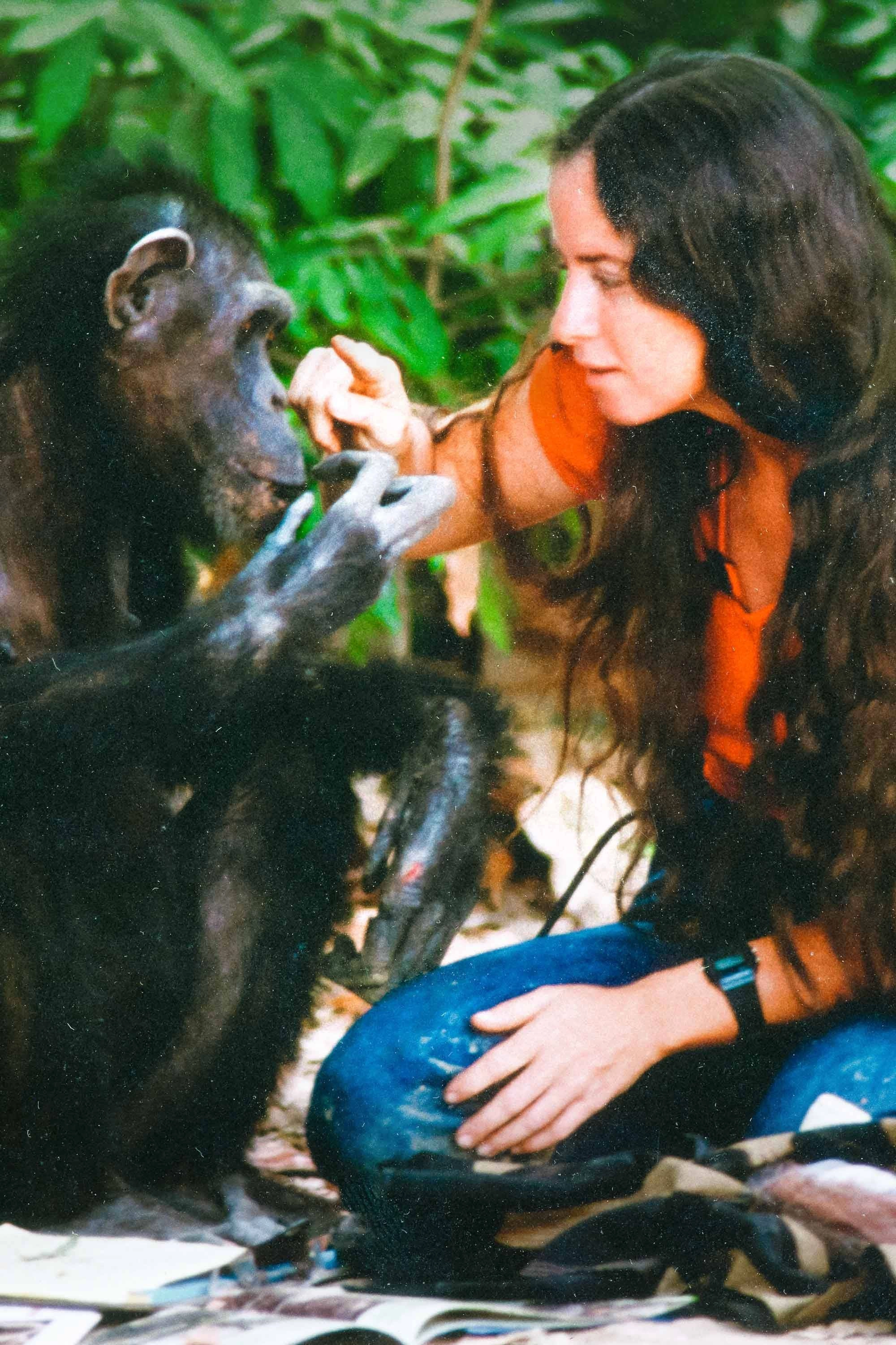 Lucy the Human Chimp