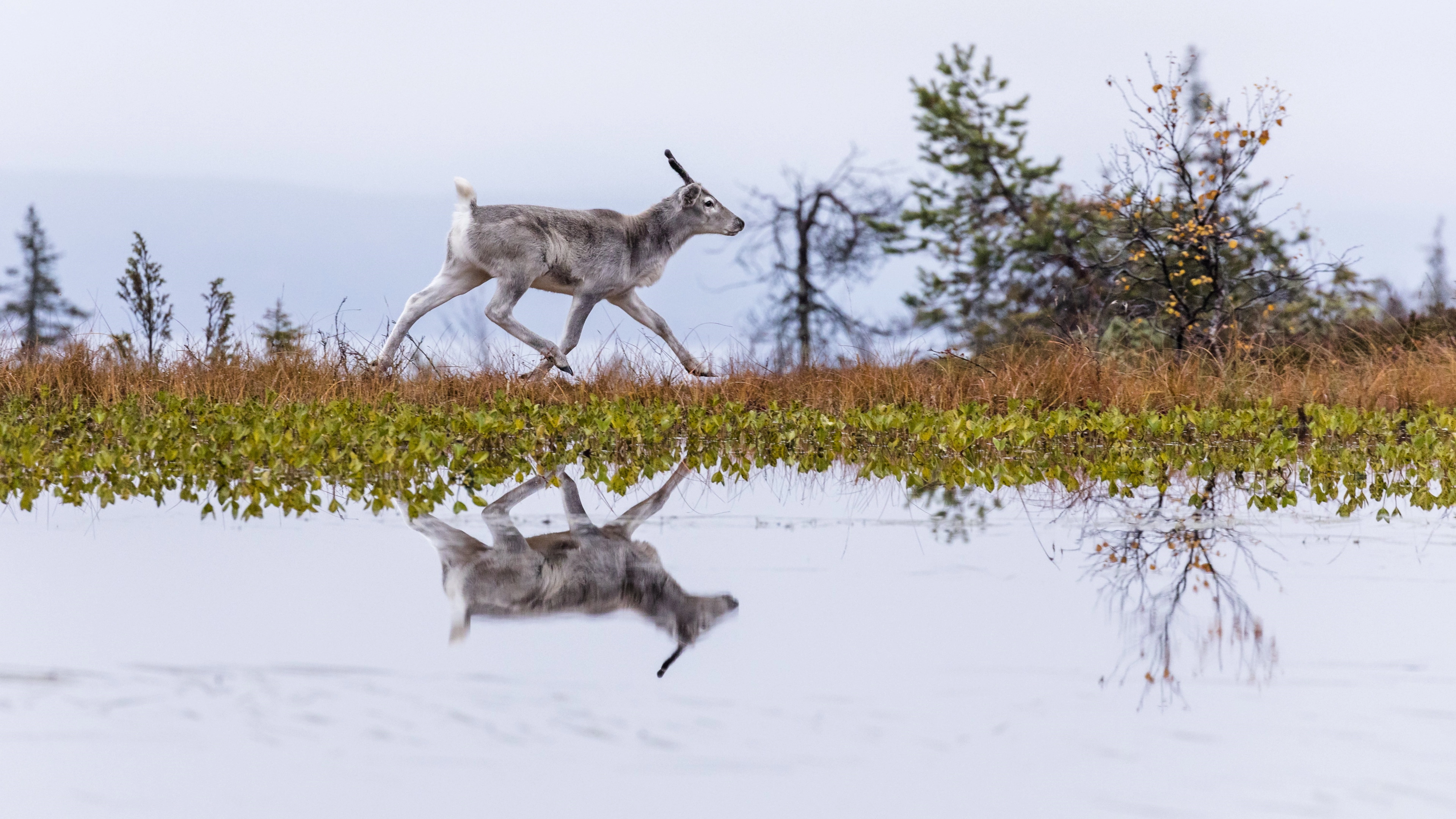 A Reindeer's Journey