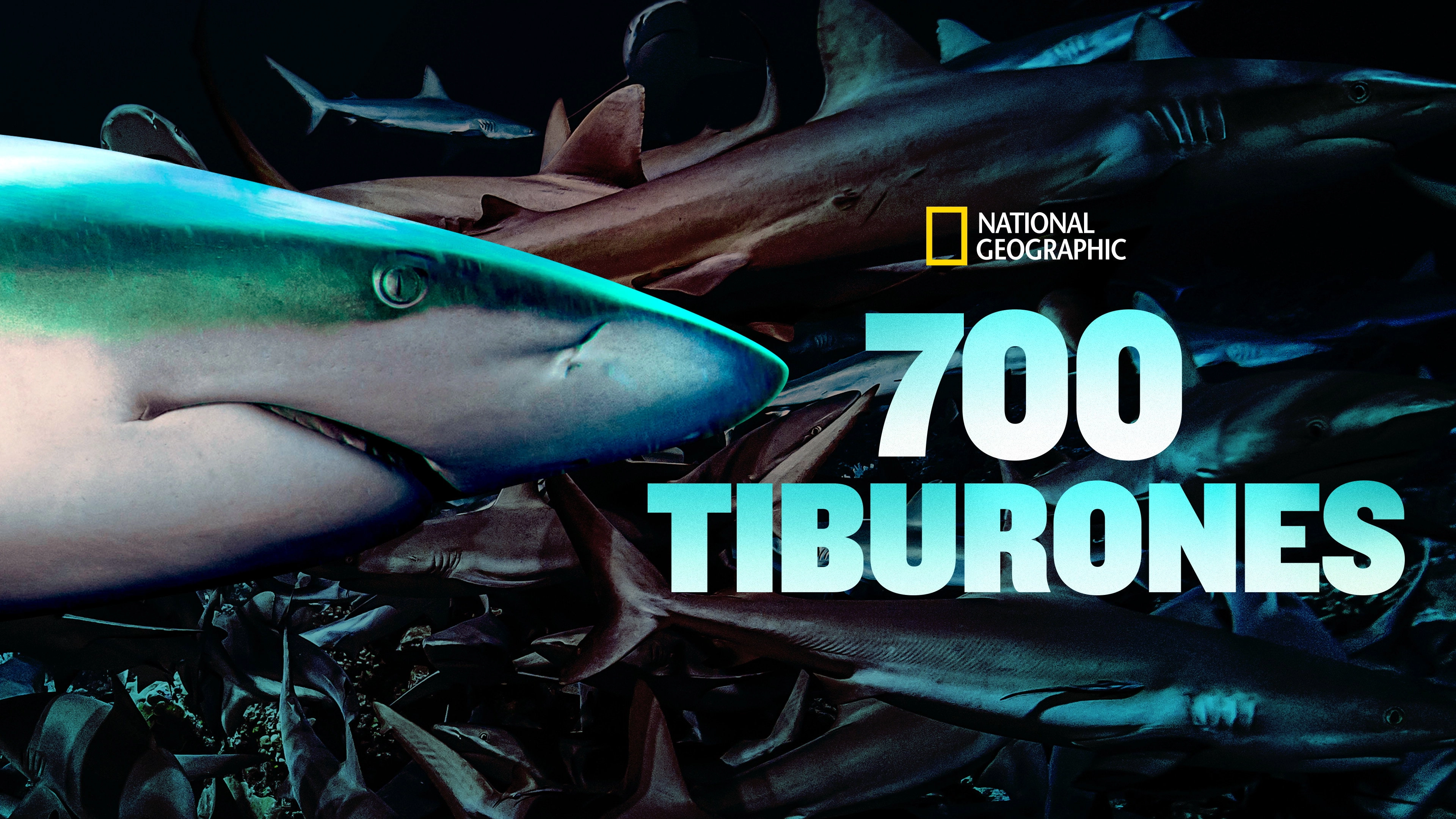 700 Sharks