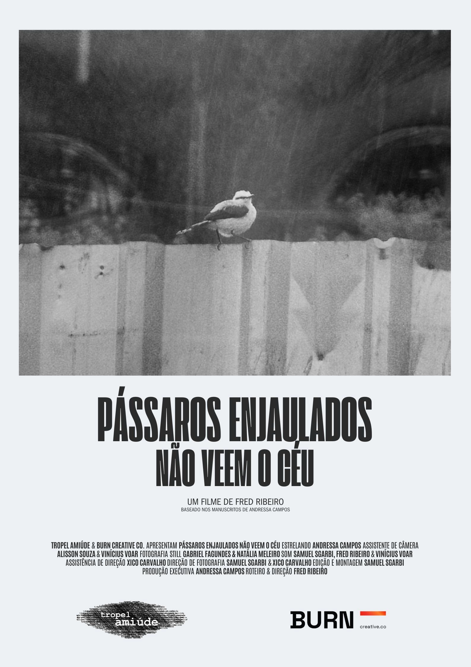 Pássaros Enjaulados Não Veem o Céu