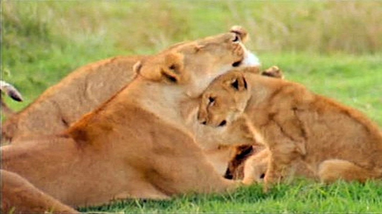 Animals Like Us