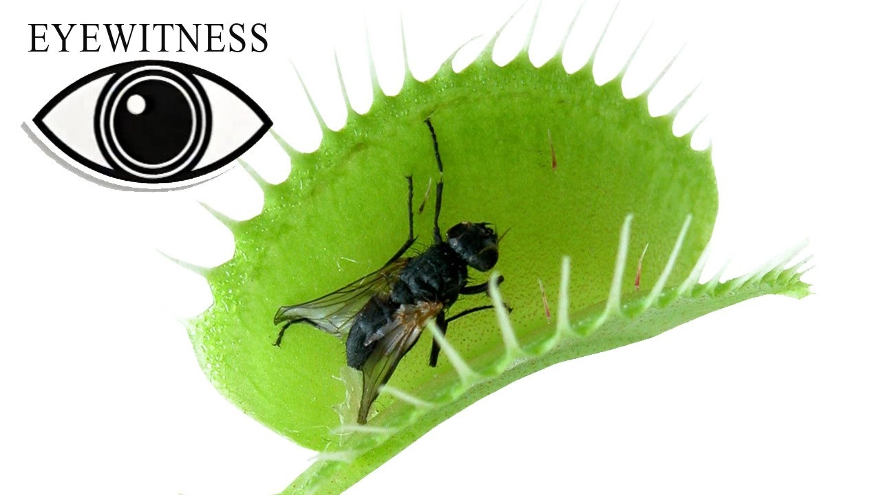 Eyewitness