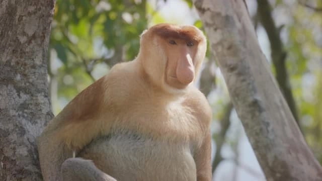 World's Weirdest Animal Faces