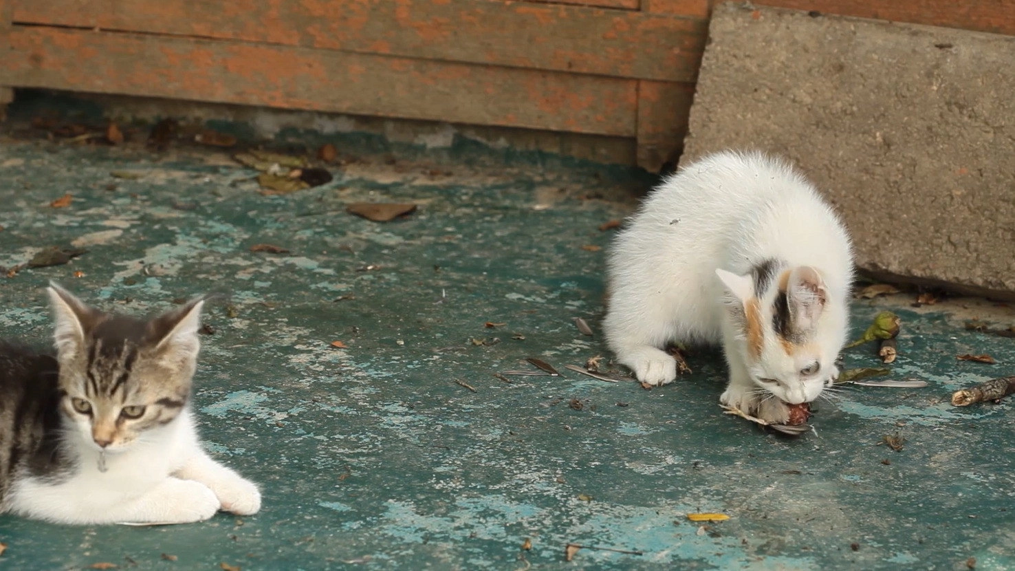 The Cat: A Cuddly Killer