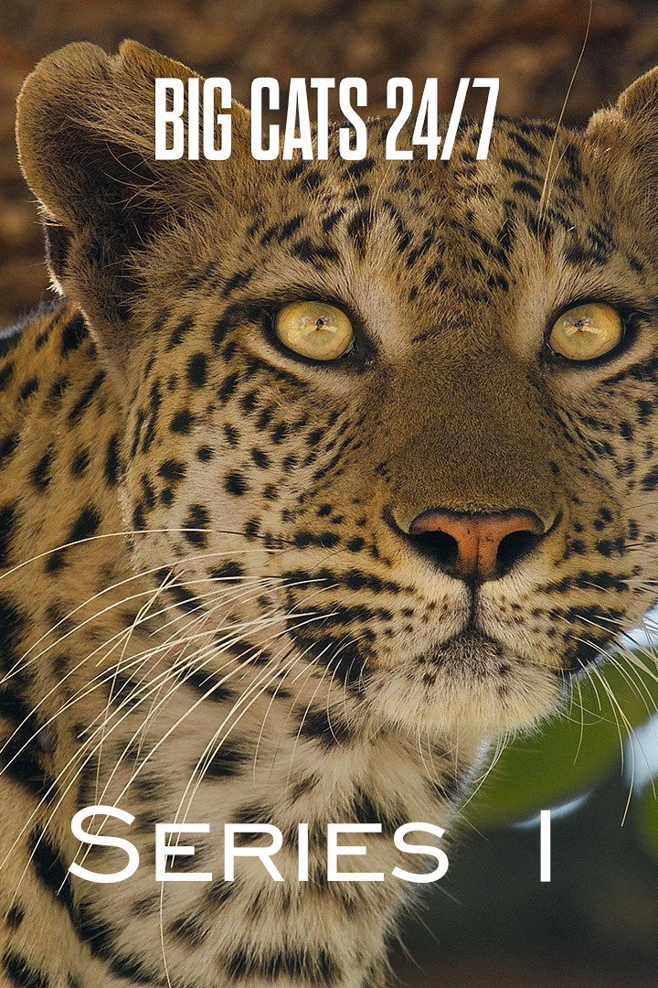 Big Cats 24/7