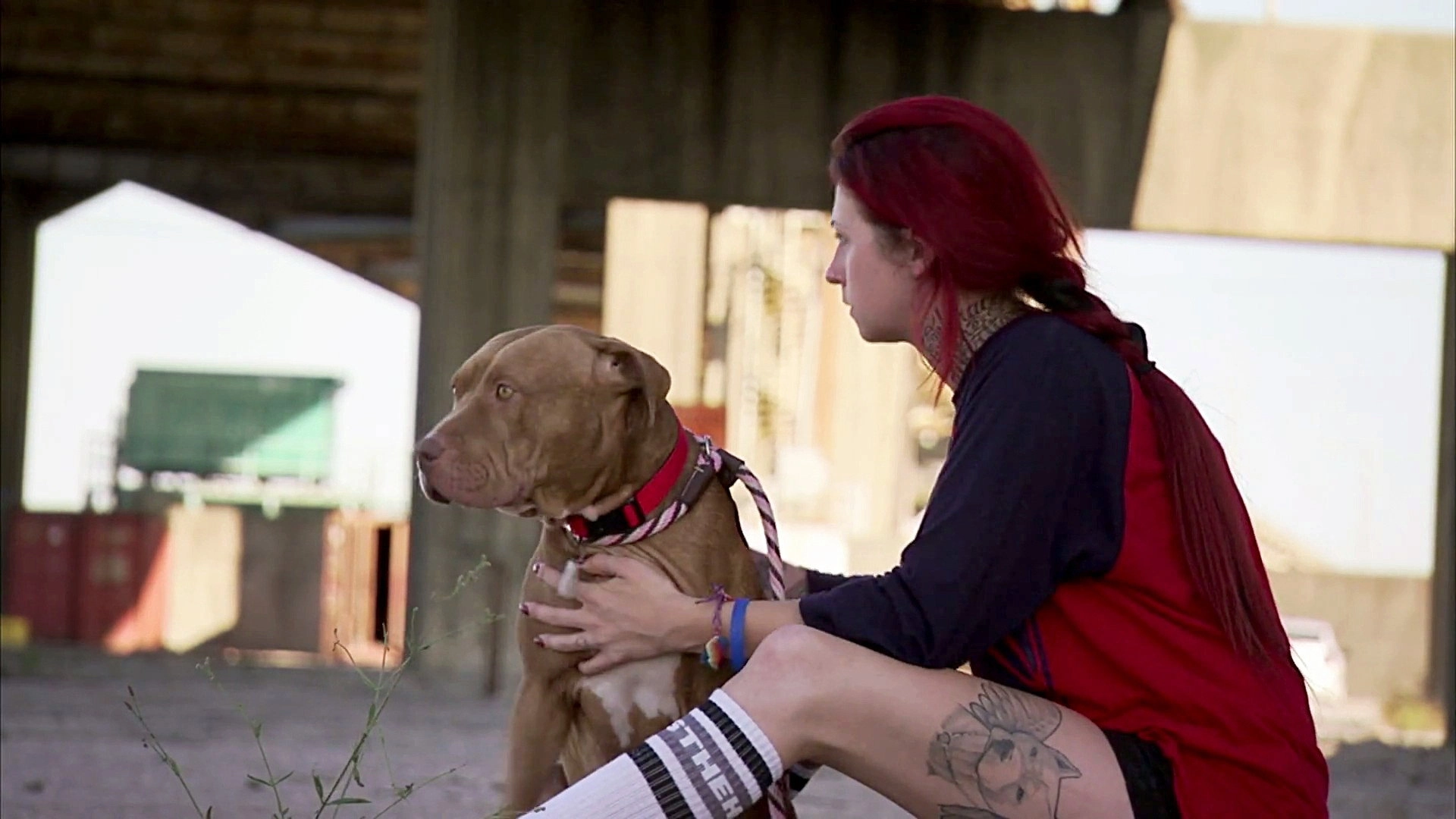 Pit Bulls and Parolees