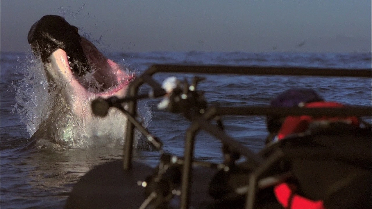 Shark Attack