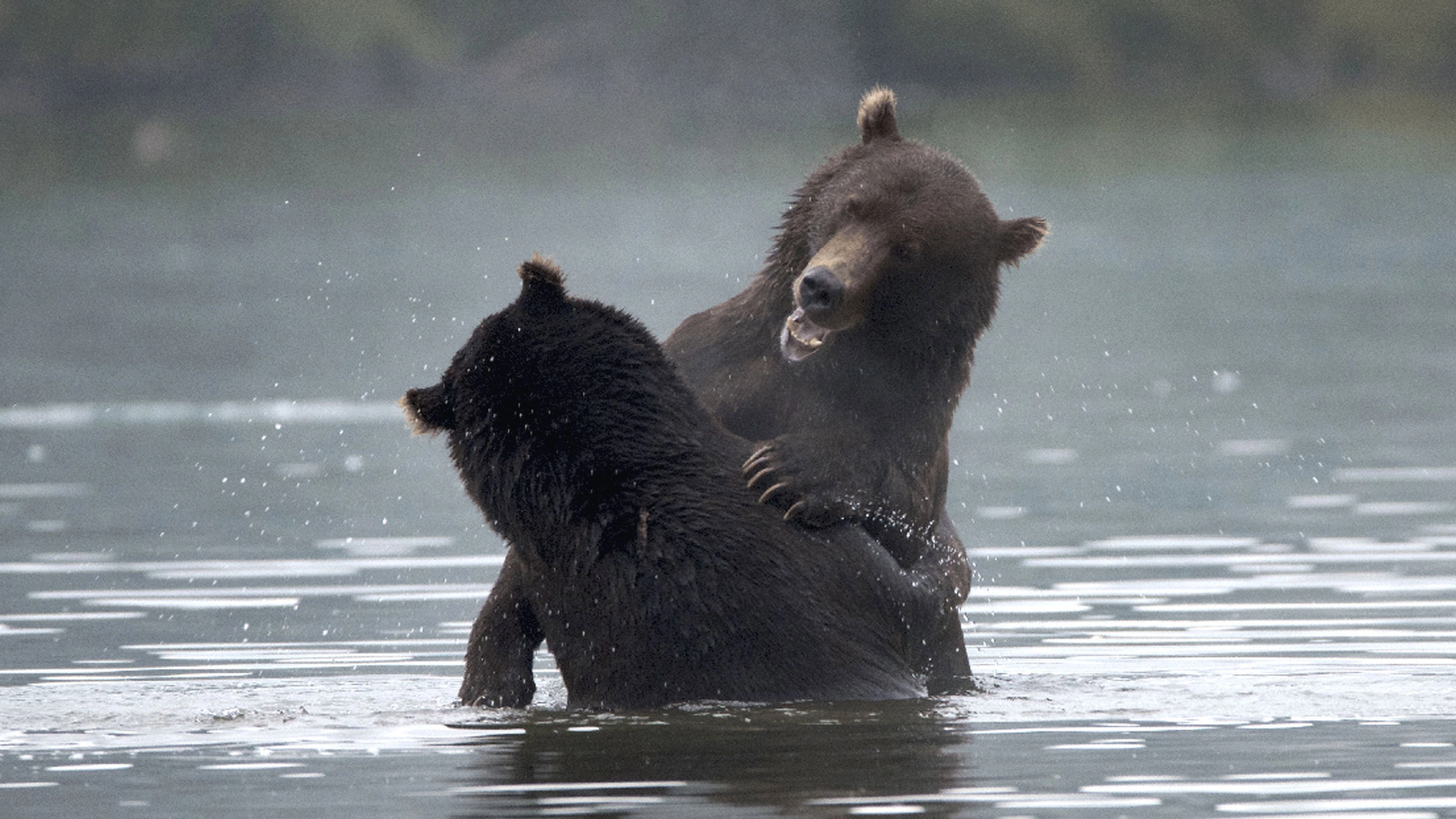 Wild Russia