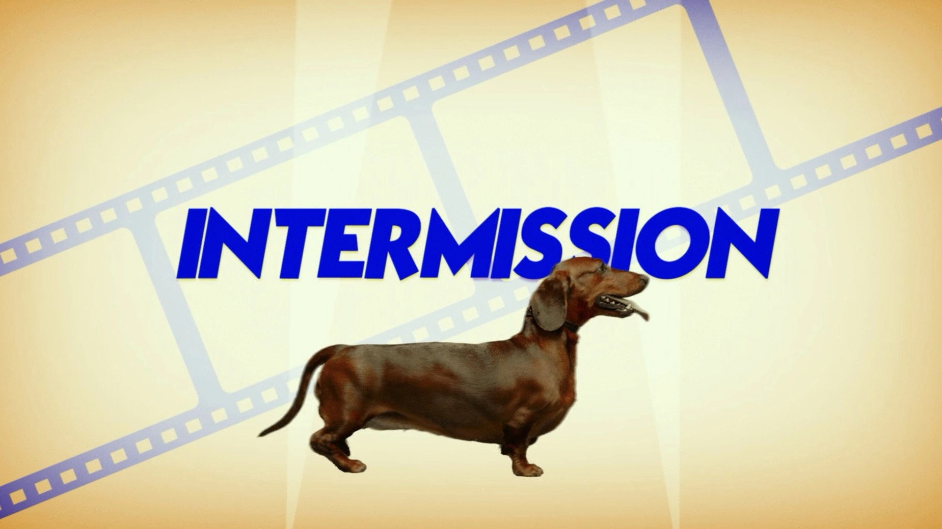 Wiener-Dog