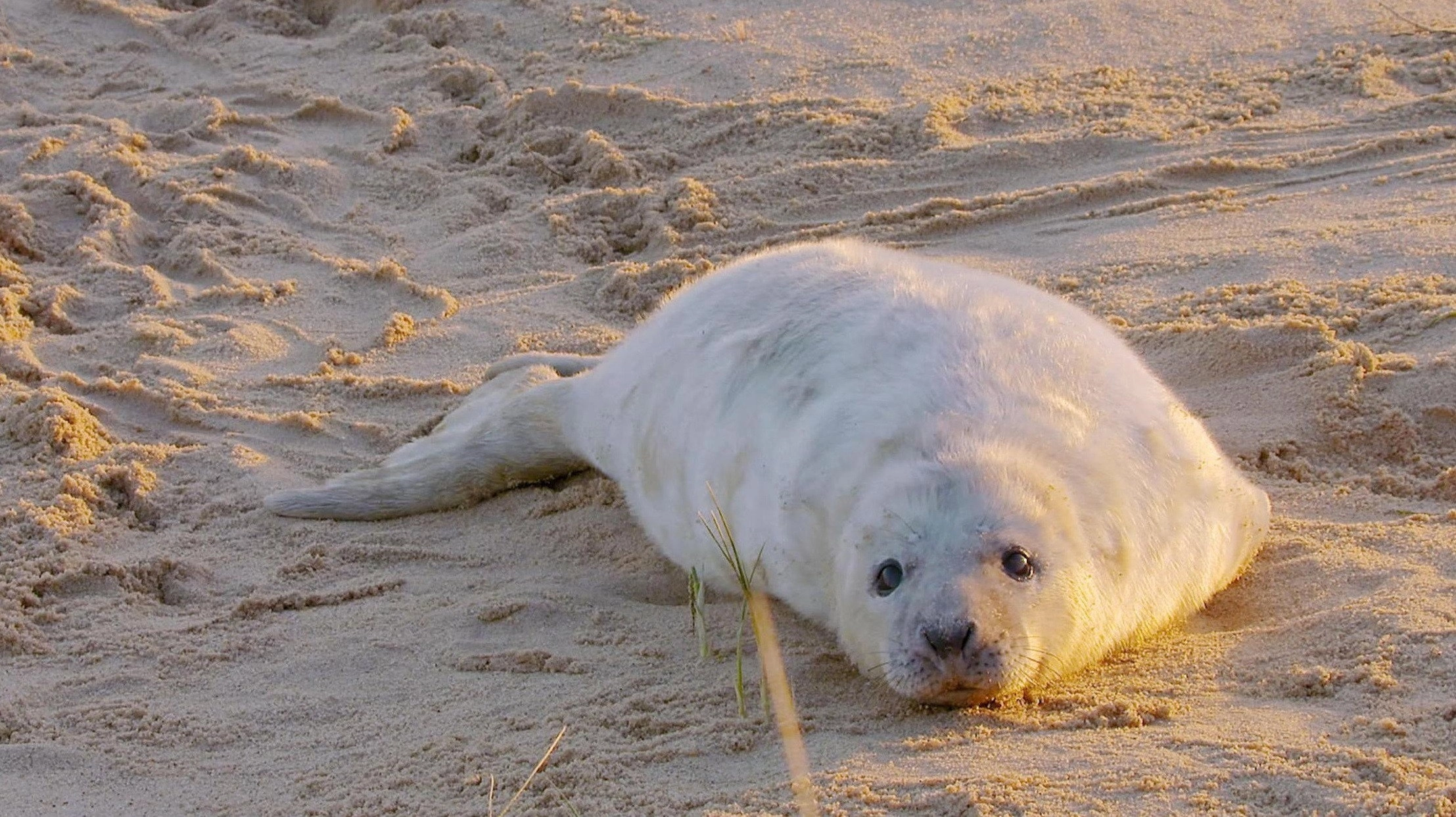 Love Naggers