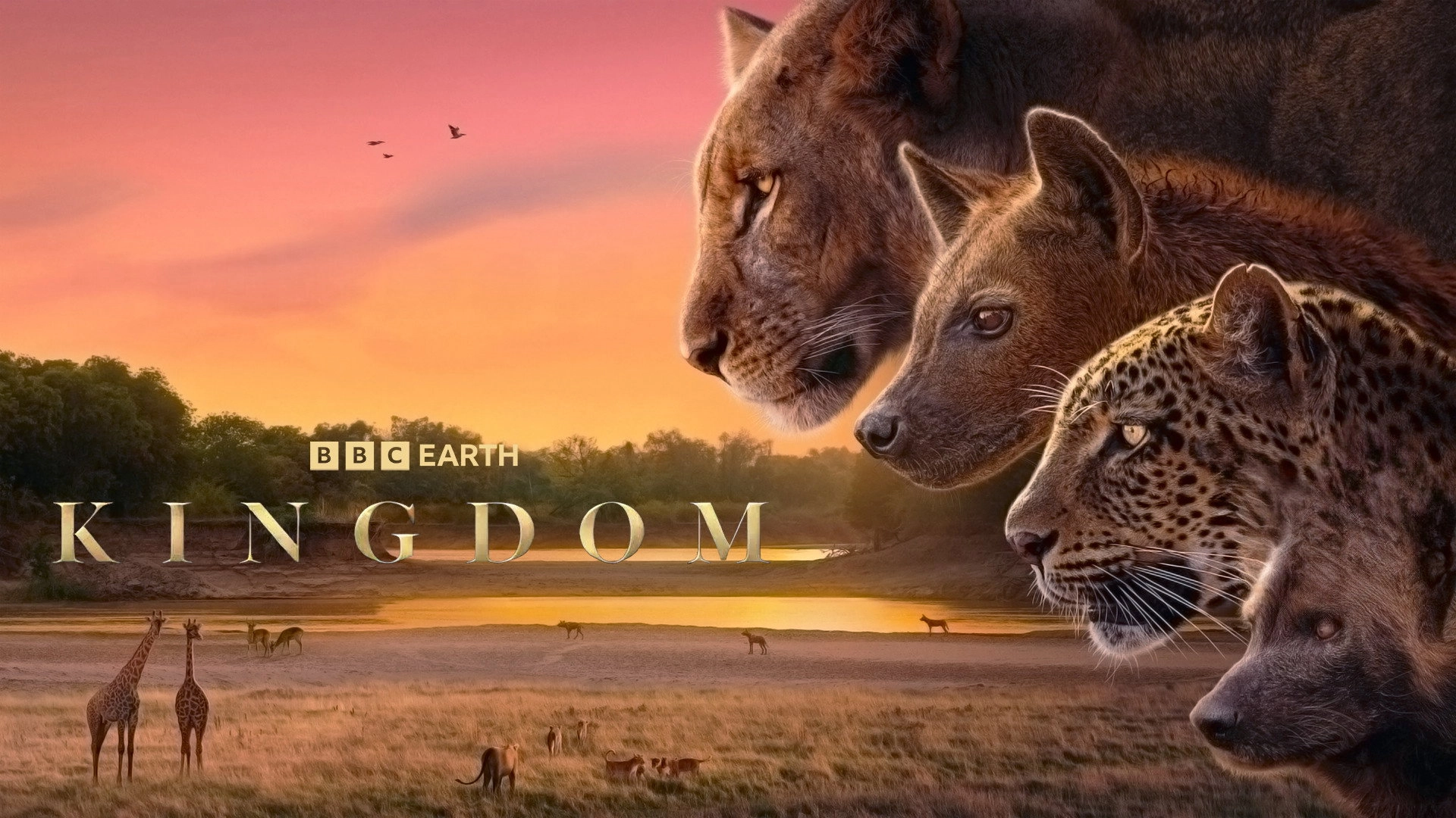 Kingdom