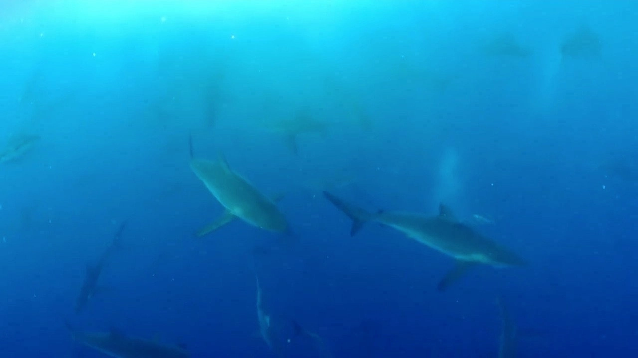 Shark Land: Welcome to Cocos Island