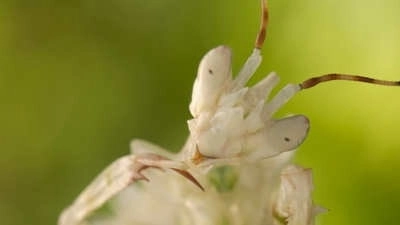Micro Monsters with David Attenborough