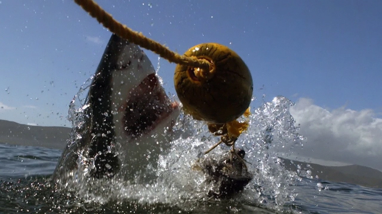 Shark Attack