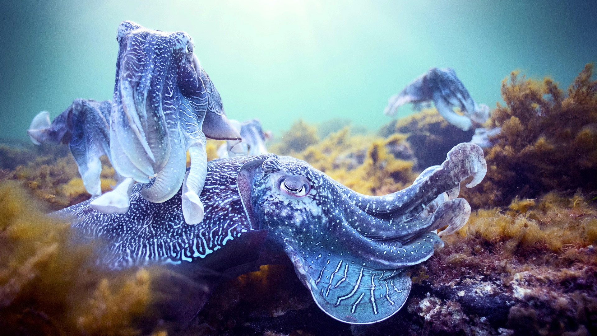 Blue Planet II