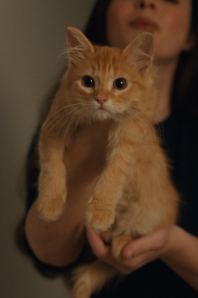 Petunia