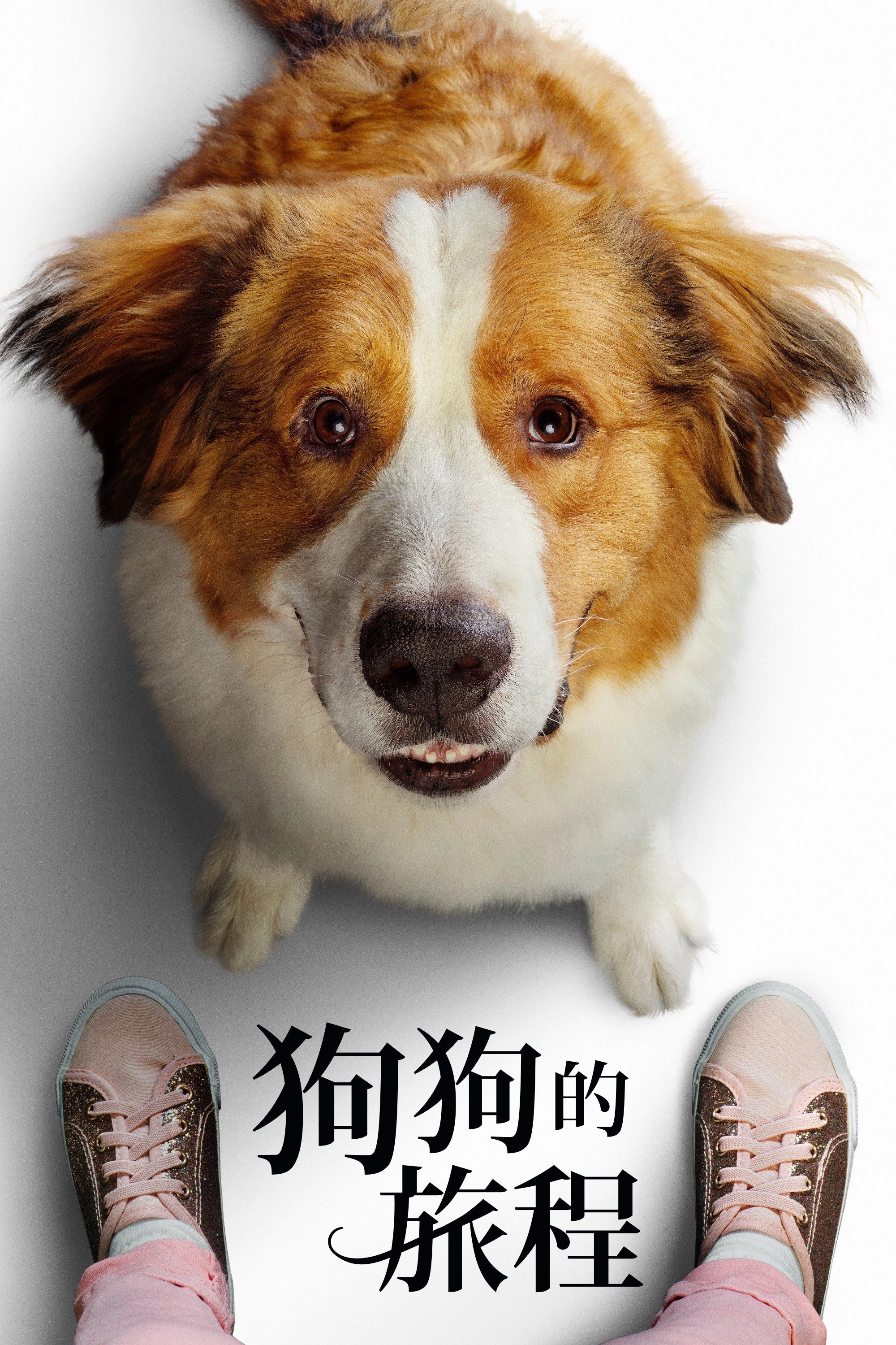 A Dog's Journey