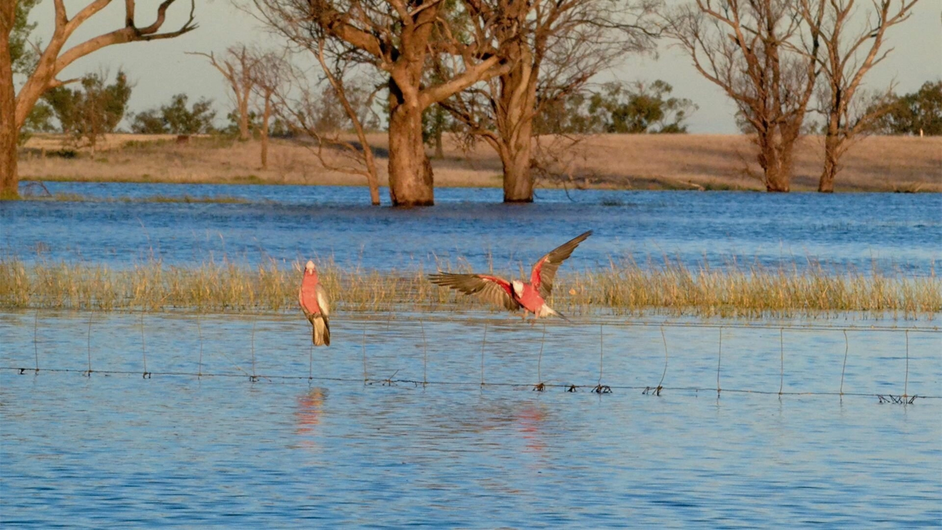 Australia Remastered