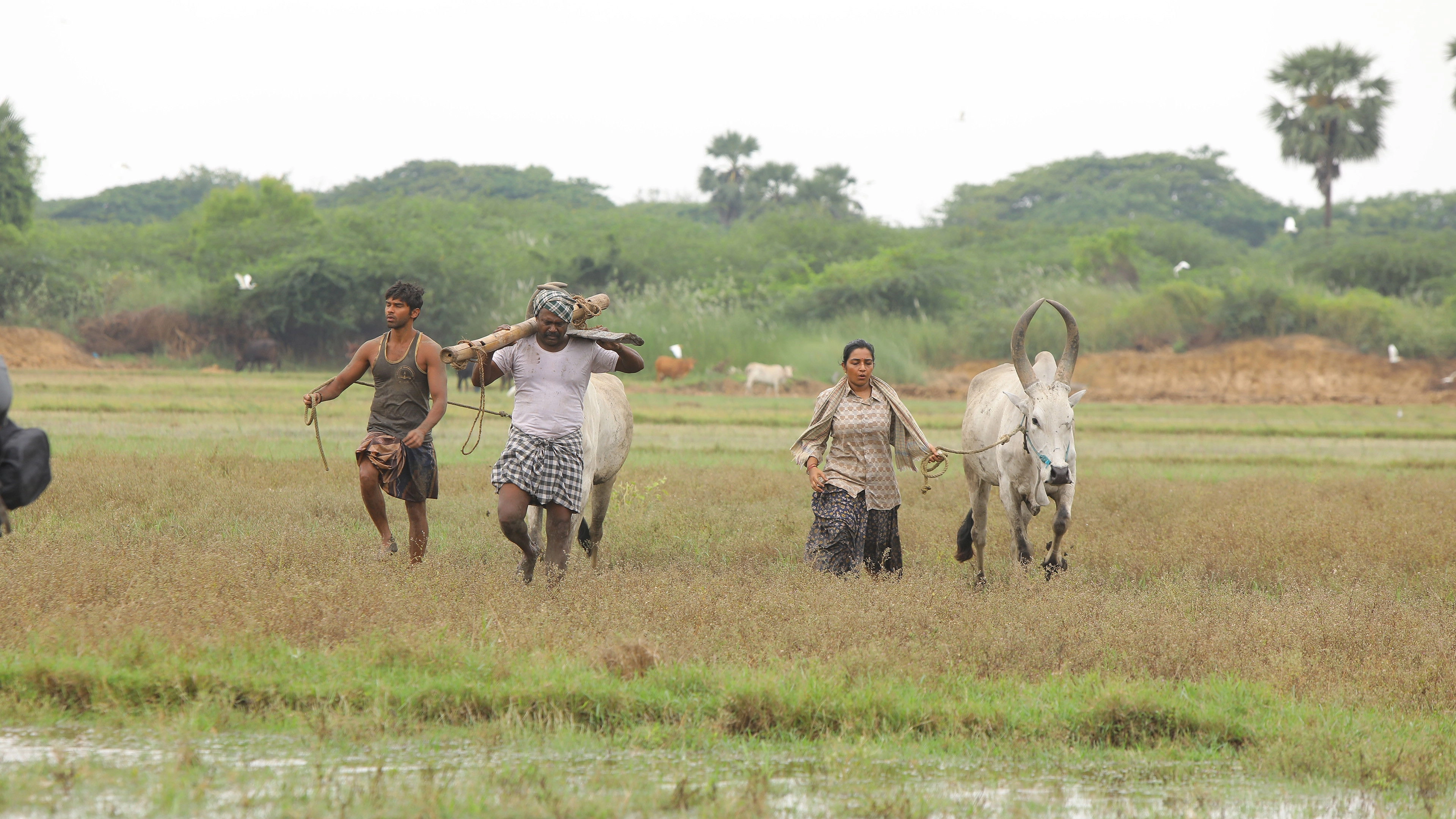 Bison Kaalamaadan