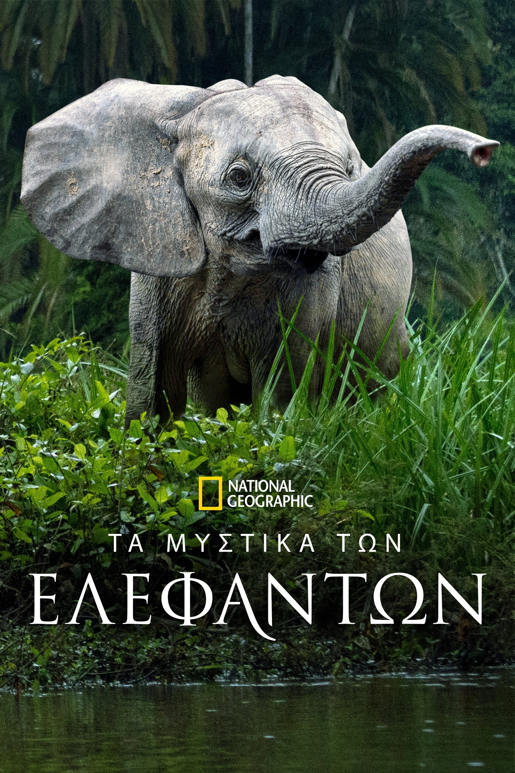 Secrets of the Elephants