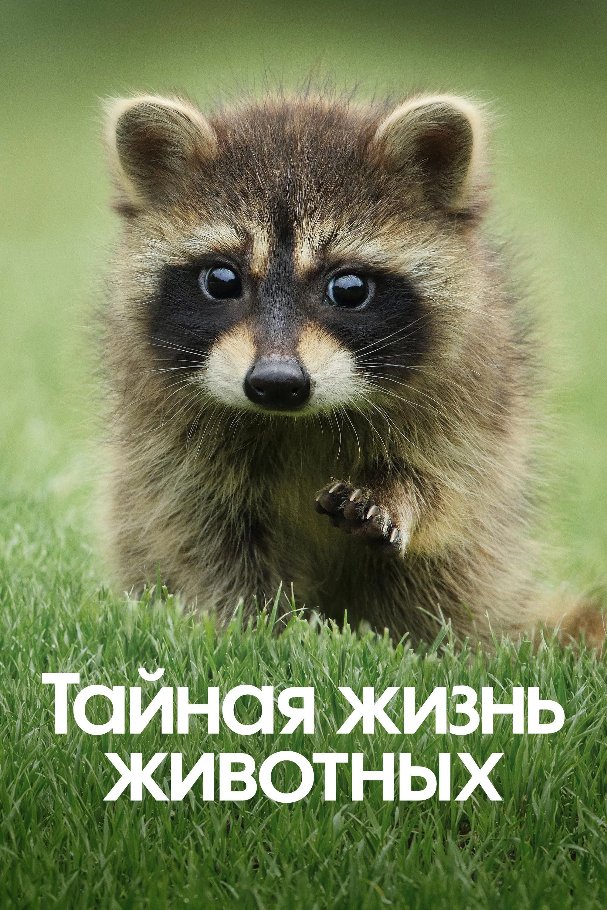 The Secret Lives of Animals