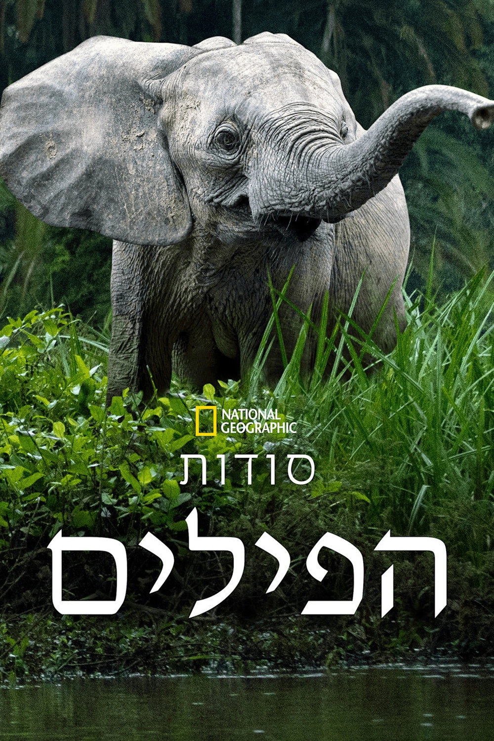Secrets of the Elephants