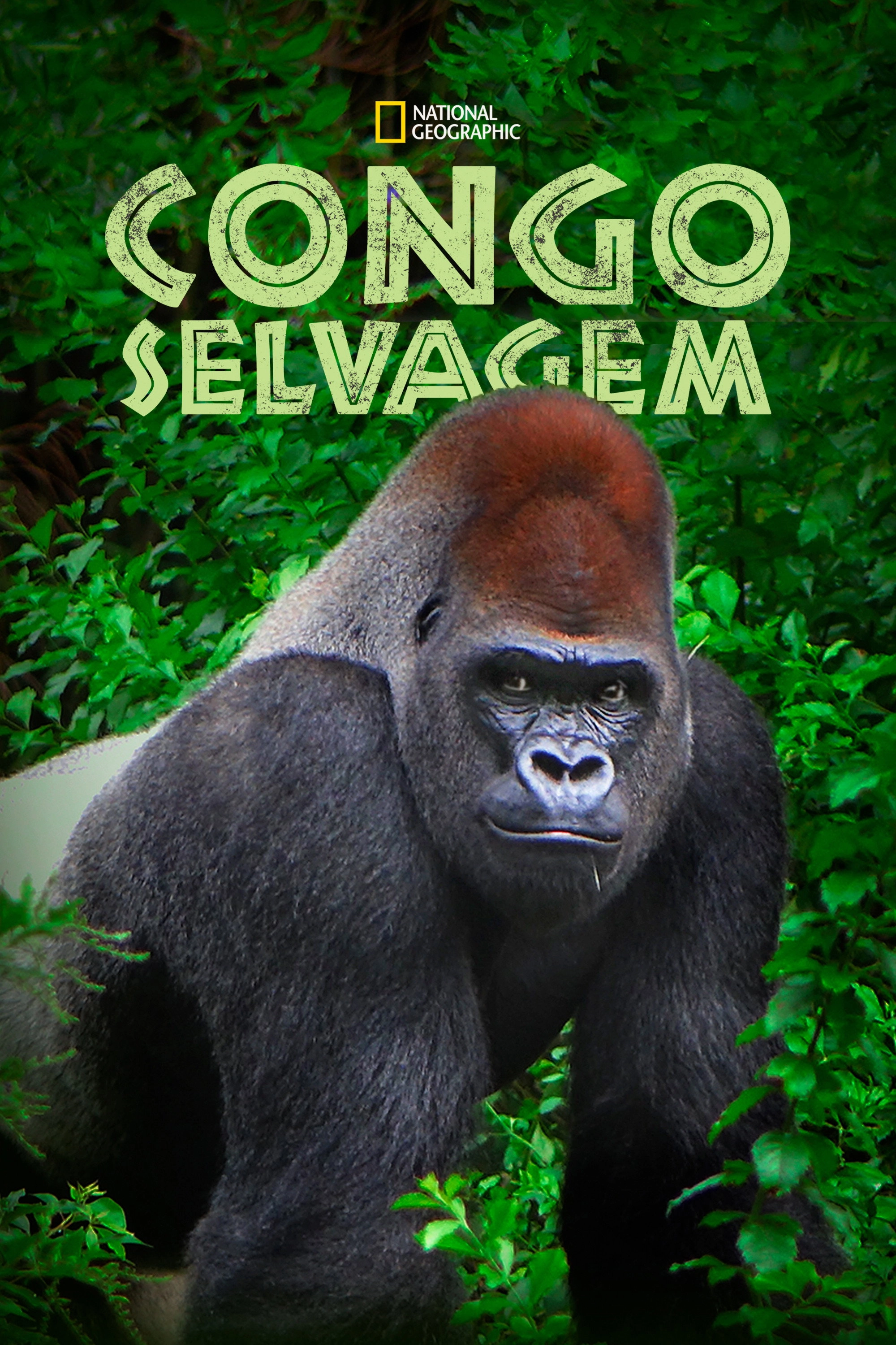 Wild Congo