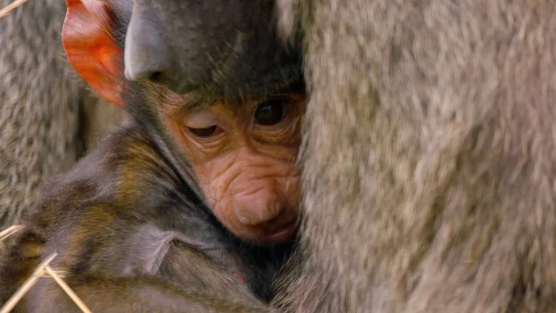 Secret Life of the Safari Park