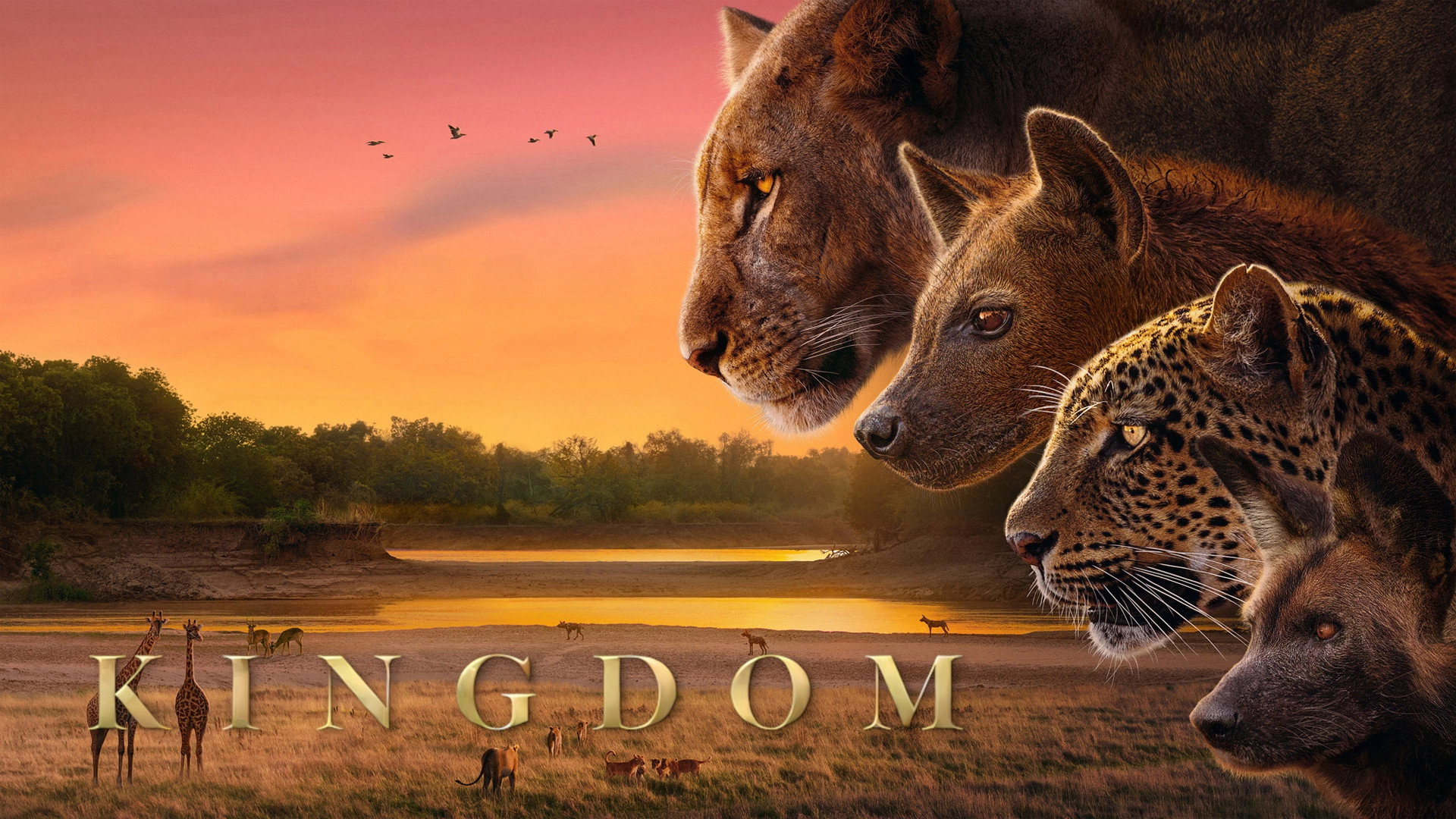 Kingdom