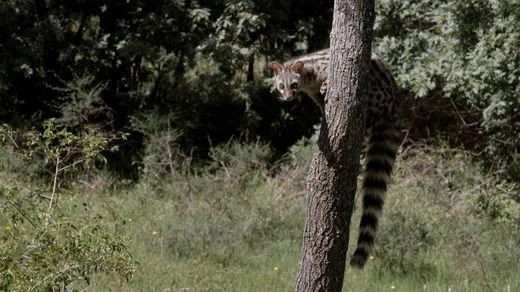 Stories of the Mediterranean Forest