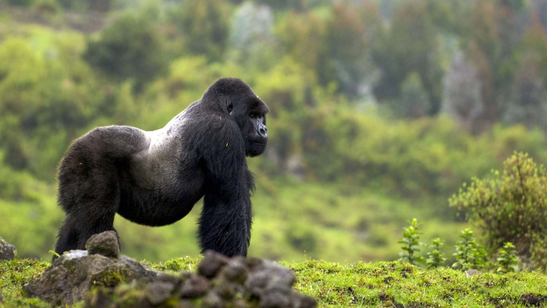 Mountain Gorilla