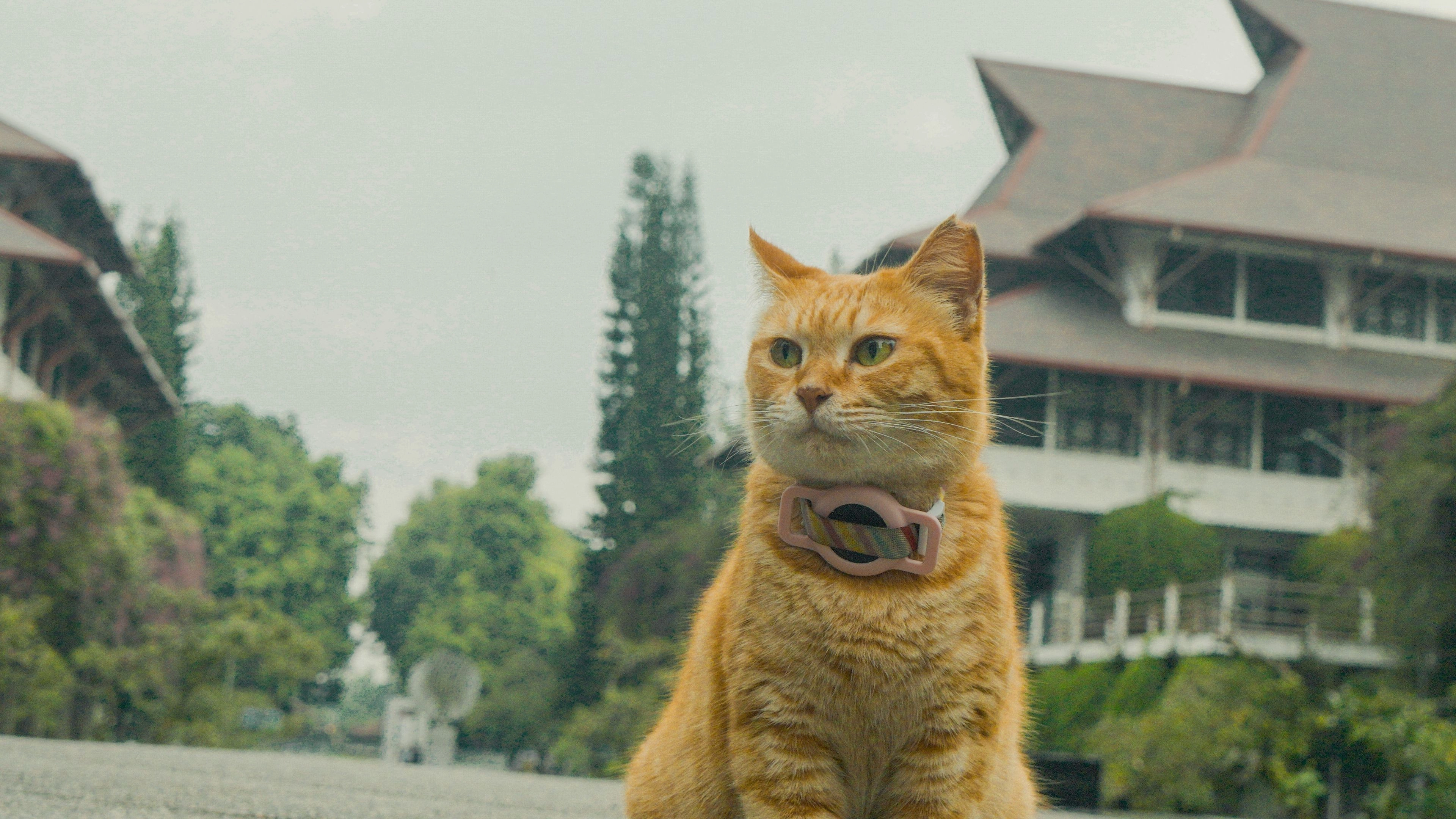 Meong!