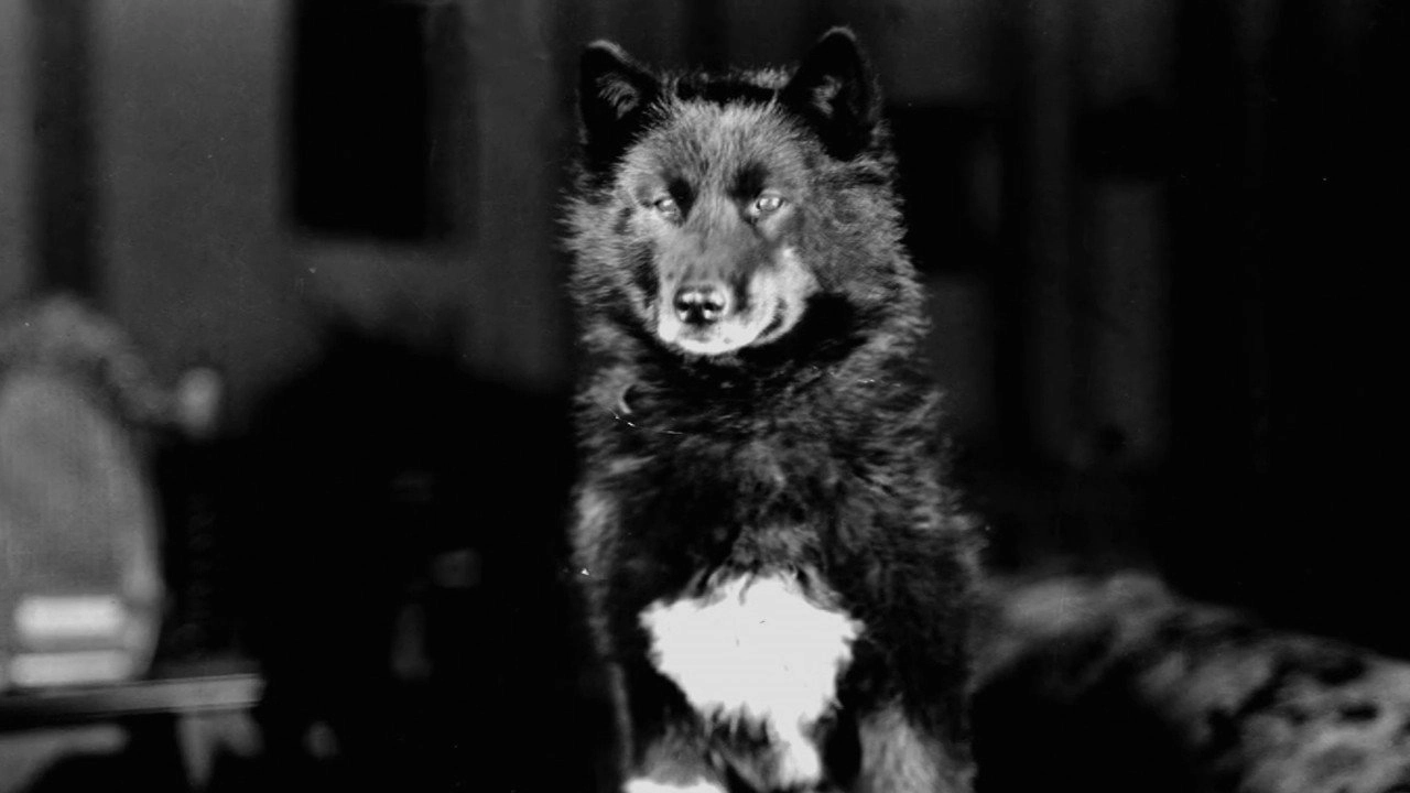 Balto - The Hero From Alaska