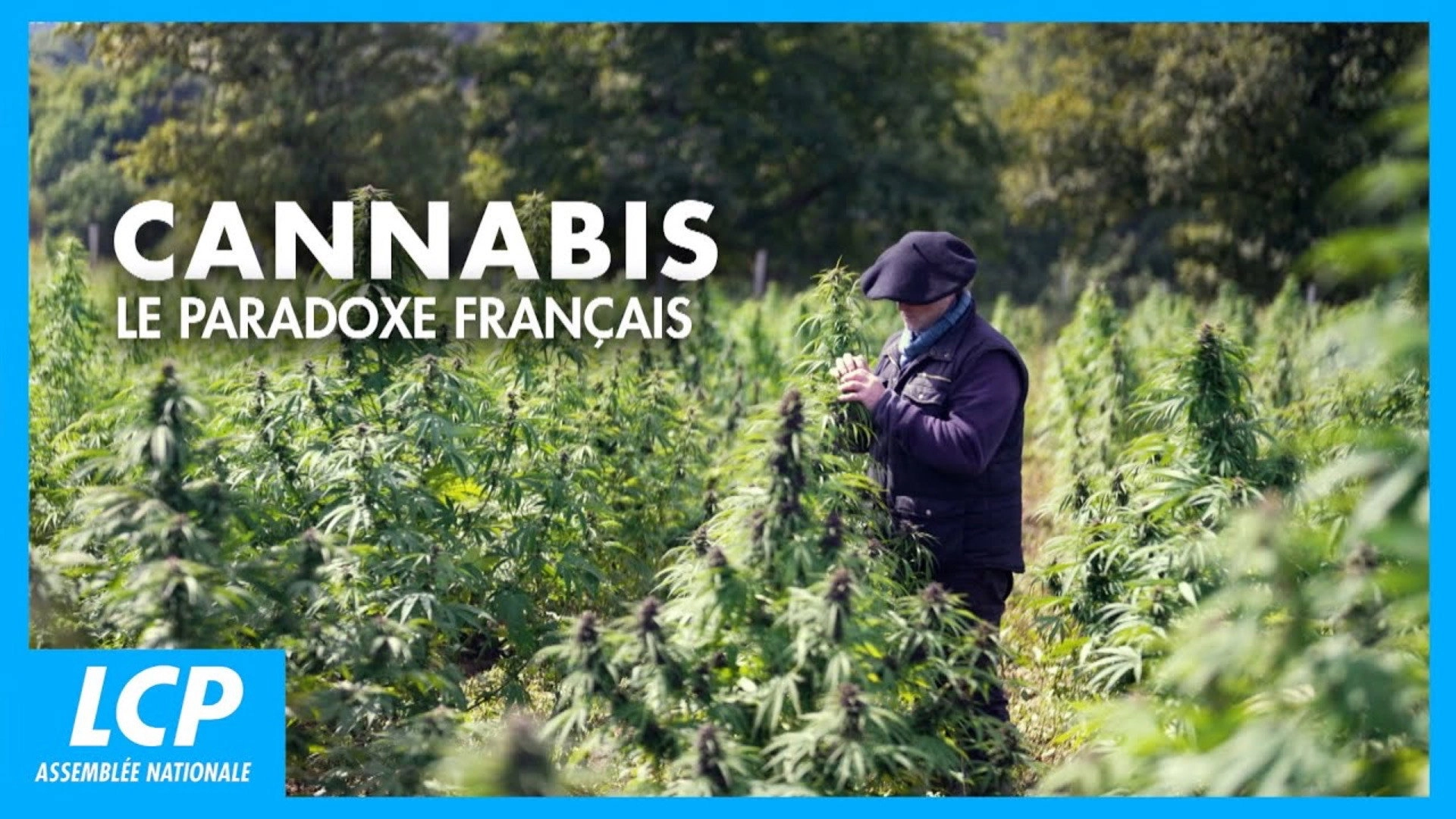 Cannabis, un paradoxe français