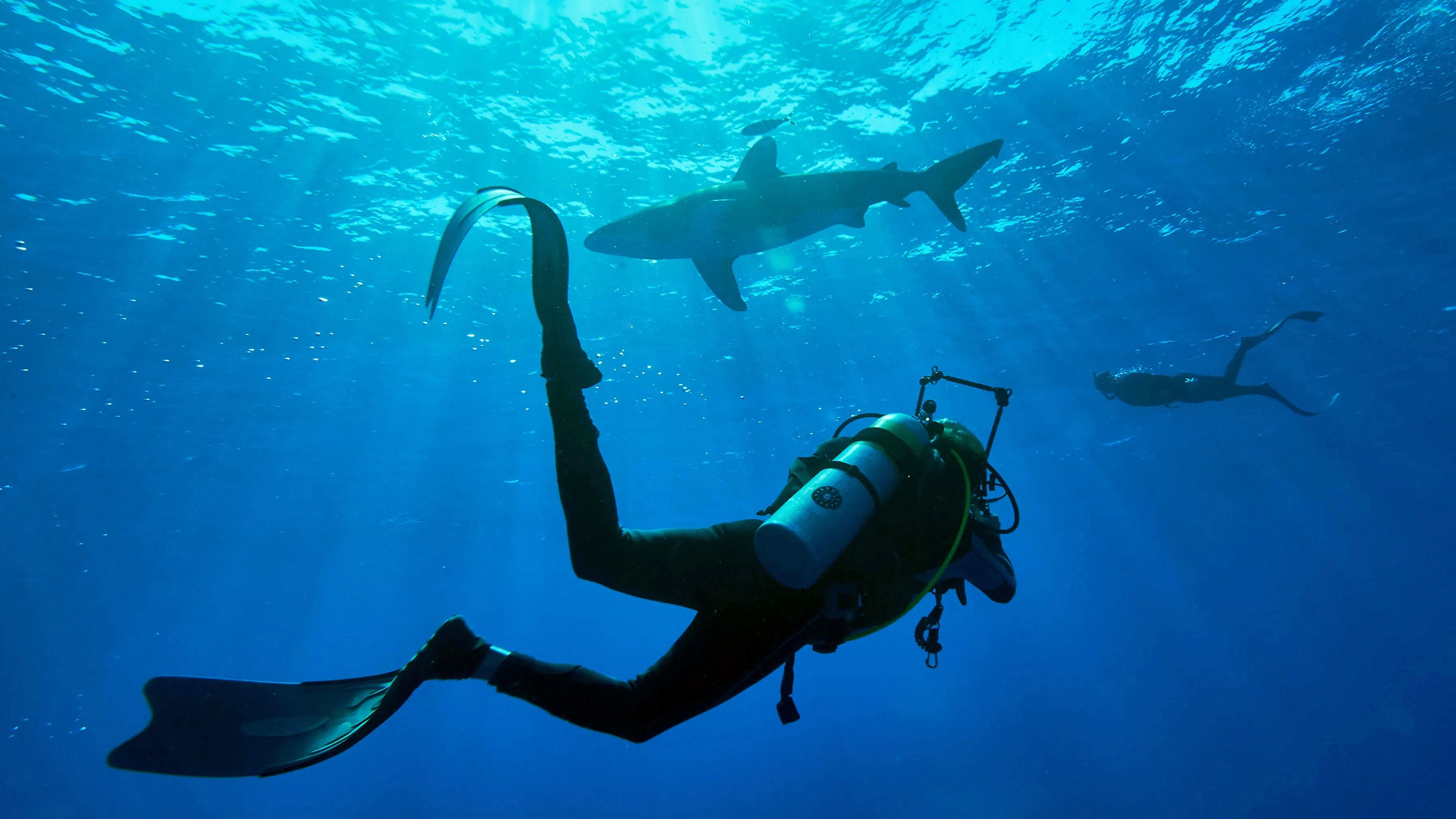 Shark with Steve Backshall