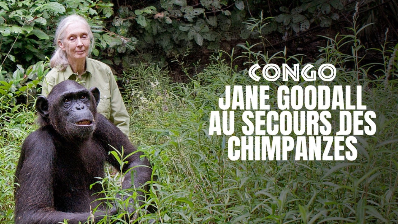 Schimpansen im Kongo mit Jane Goodall