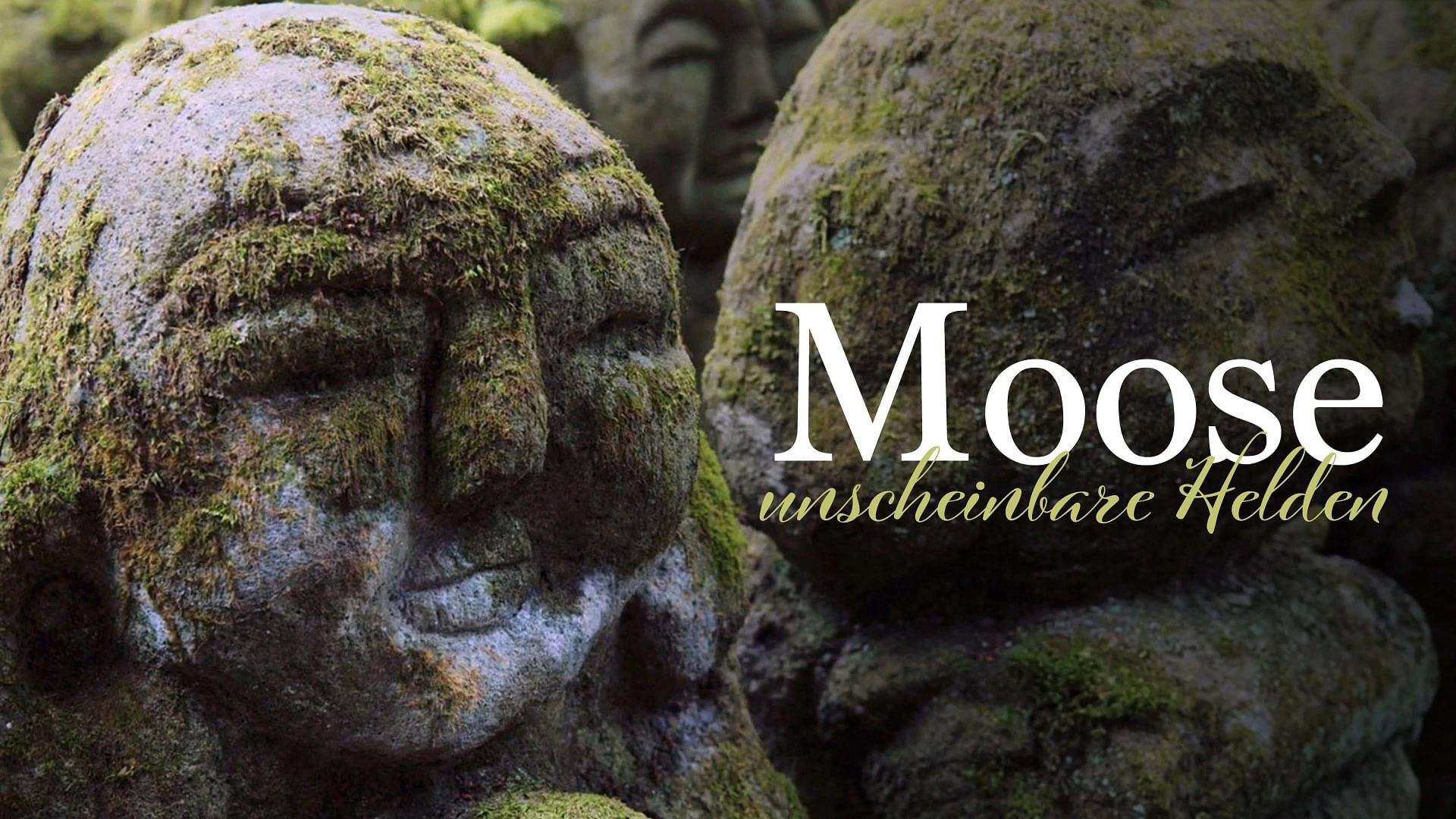 The Magical World of Moss