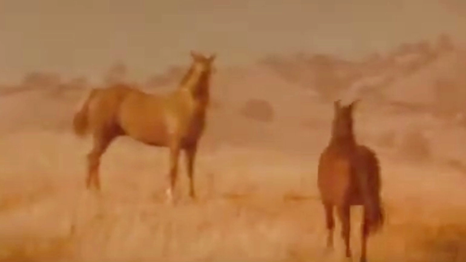 Iron and Horse