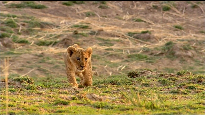 If I Were an Animal
